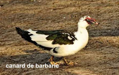 canard de barbarie