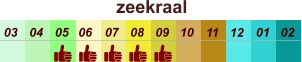 zeekraal  01 02 03 04 07 05 09 10 08 11 12 06