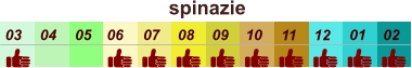 spinazie  01 02 03 04 07 05 09 10 08 11 12 06